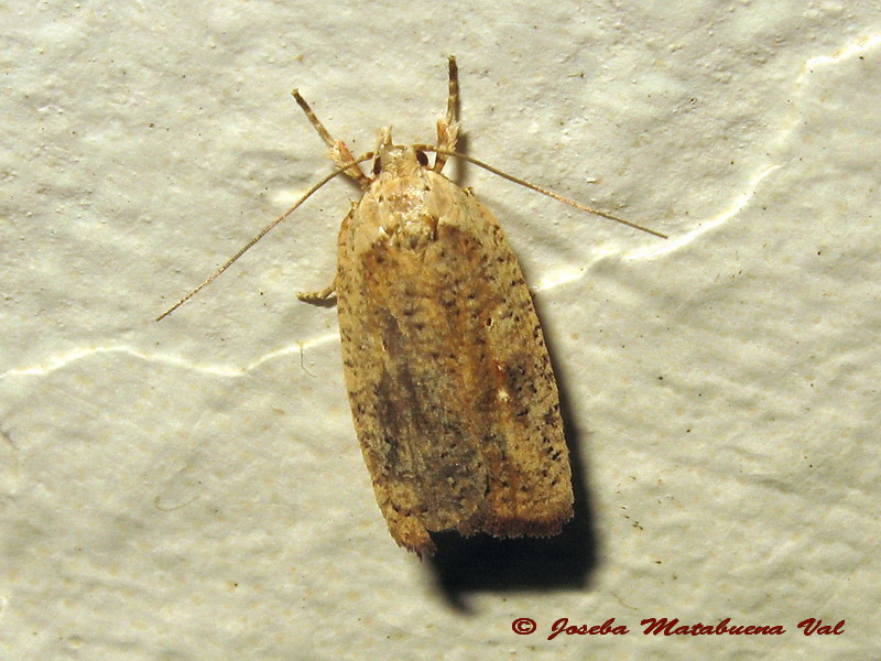 Acleris ferrugana - Tortricidae? No, Agonopterix nervosa cfr. Elachistidae